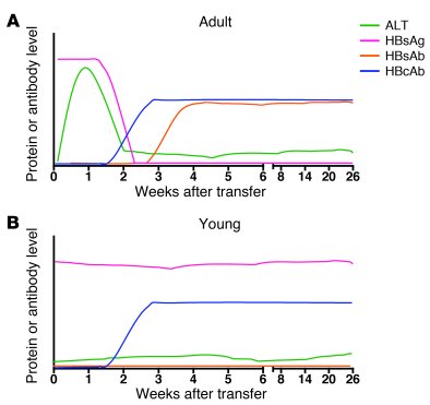 Patterns of serologic and molecular markers in this age-dependent model ...
