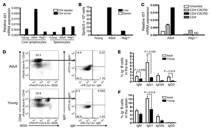 Liver lymphocytes from adult HBVEnvRag mice after adoptive transfer prod...