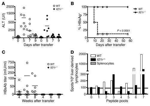 Adult HBVEnvRag mice fail to clear HBsAg, fail to produce HBsAb, and hav...