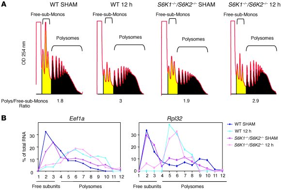 Delay of cell cycle progression in S6K1 mutants in spite of normal prote...