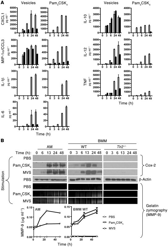 Responses of macrophages to BCG MVs.
Freshly isolated BMM and alveolar m...