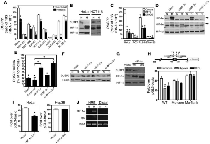 DUSP2 is inhibited by HIF-1α.
(A) Cancer cell lines were exposed to norm...