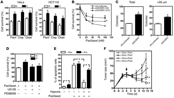 DUSP2 controls drug sensitivity.
(A) Survival of HeLa and HCT116 cells t...