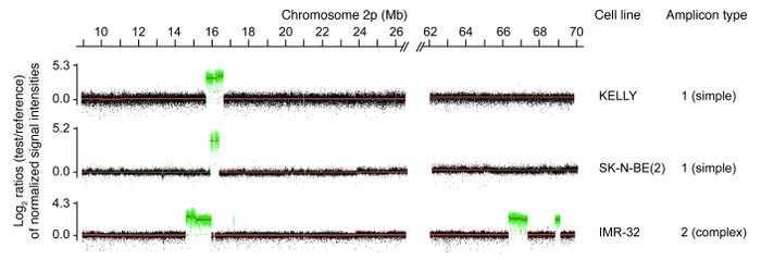 ampGRs of the 3 MYCN-amplified neuroblastoma cell lines around the MYCN ...