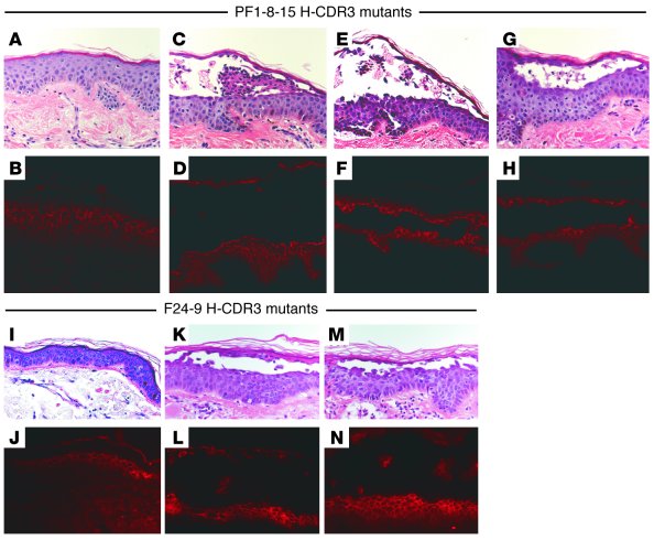 Normal human skin injection of anti-Dsg mAbs.
Histology (H&amp;E) was us...