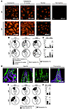 Self-reactivity of IgA and IgG lamina propria plasmablasts.