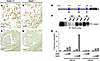 Gata5 regulates Nos3 expression.