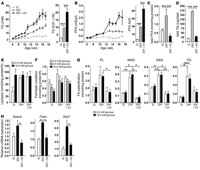 E2 suppresses lipogenesis in ZDF rat islets.
(A and B) Fasting TG (A) an...