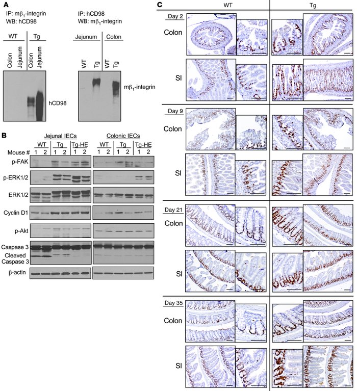 Tg mice exhibit increased IEC survival and proliferation.
(A) Colonic or...