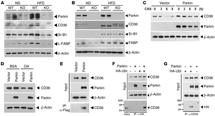 Parkin regulates posttranslational modification of CD36.
(A) Expression ...