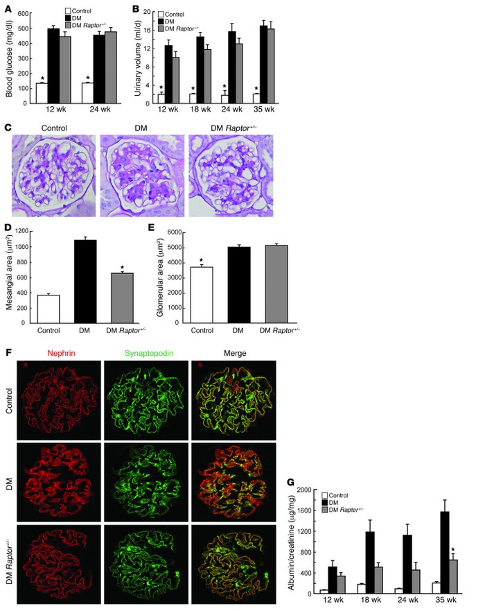 Podocyte-specific Raptor-heterozygous mice show resistance to the develo...