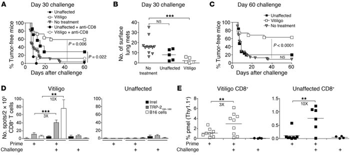Protective post-surgical memory is only maintained in hosts with vitilig...