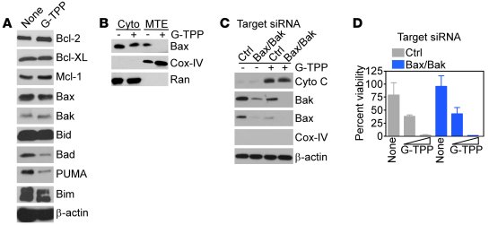 G-TPP–mediated mitochondrial dysfunction is independent of Bcl-2 protein...