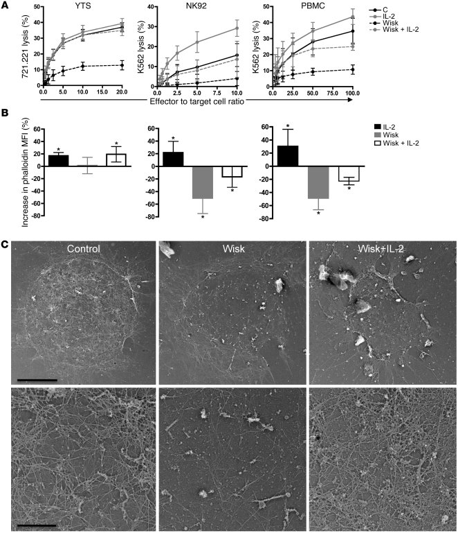 IL-2 increases cytotoxicity and F-actin reorganization in wiskostatin-tr...