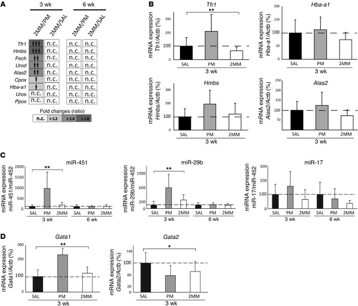 Extramedullary hematopoiesis in PM_anti–miR-122–injected mice.
(A) Heat ...