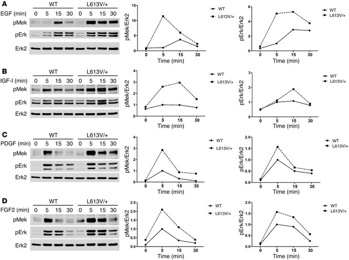 Raf1L613V mutant increases Mek and Erk activation in cardiac fibroblasts...