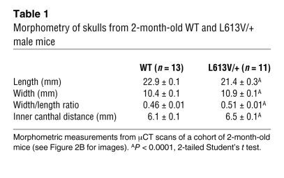 Morphometry of skulls from 2-month-old WT and L613V/+ male mice