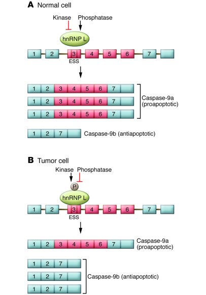 Model for the regulation of caspase-9 mRNA expression by hnRNP L.
The ca...