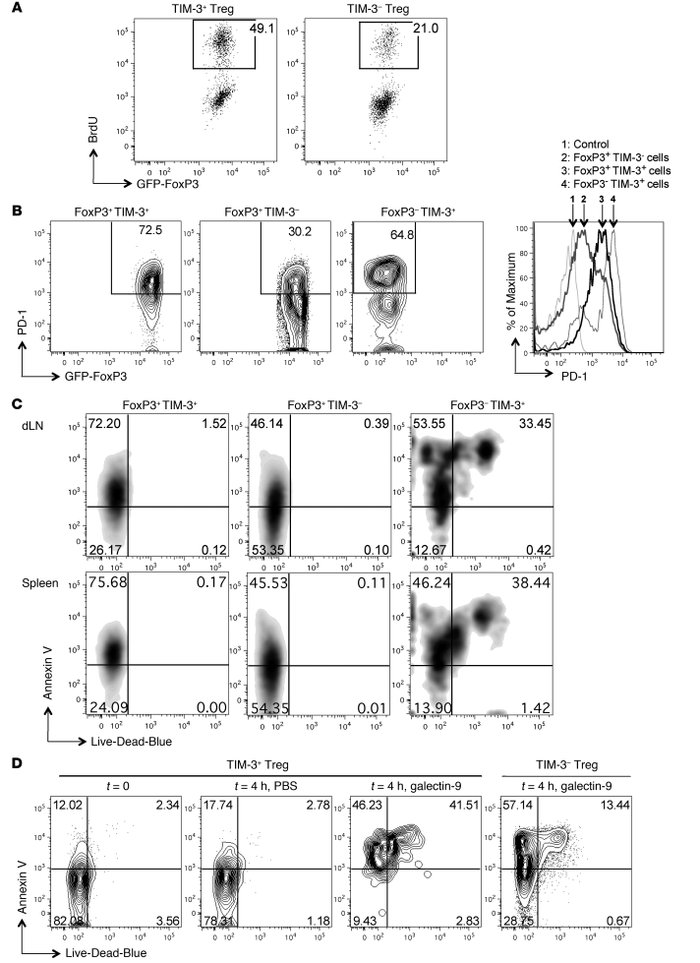 At the time of rejection of skin allografts, TIM-3+ Tregs in dLNs are pr...