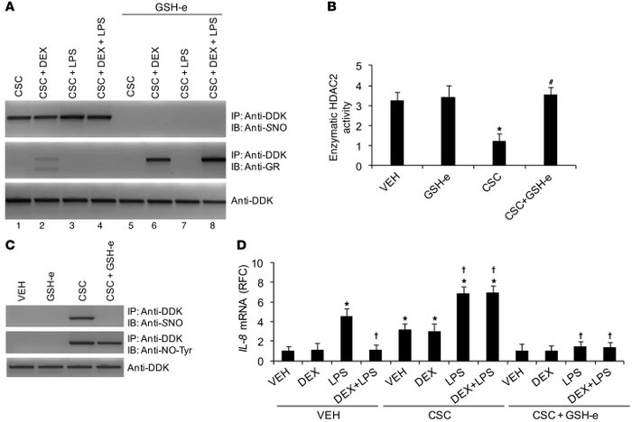 Treatment with exogenous glutathione reverses HDAC2 S-nitrosylation of a...