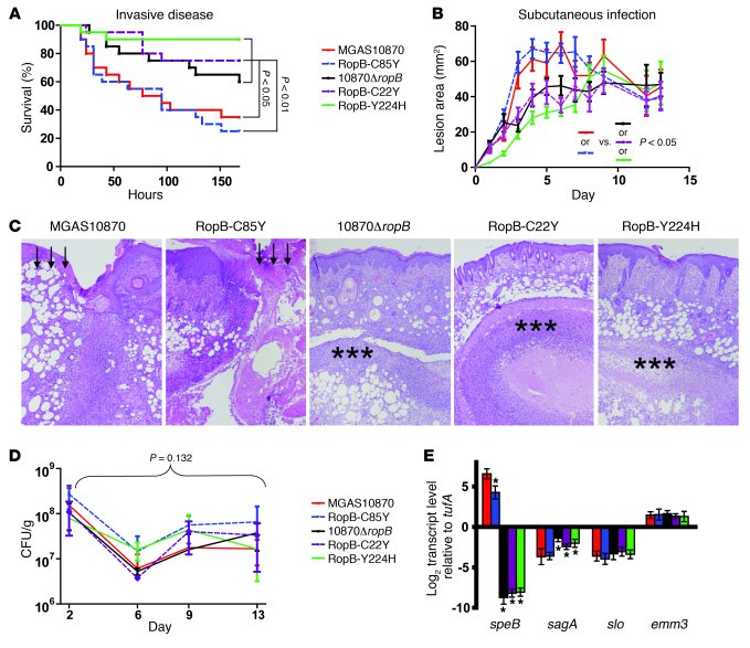 RopB single-amino-acid changes influence group A streptococcal virulence...