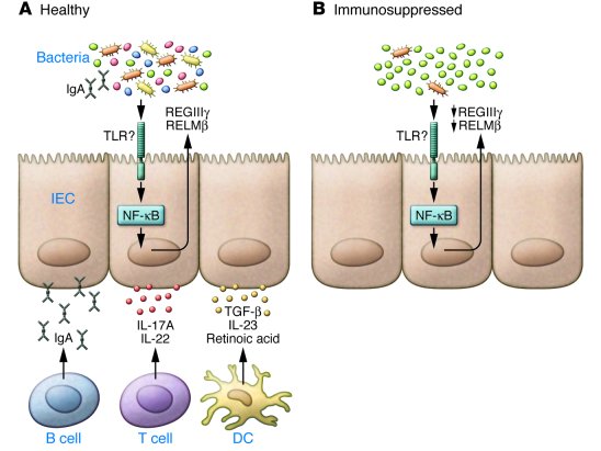 The role of the immune system in regulation of the commensal microflora....