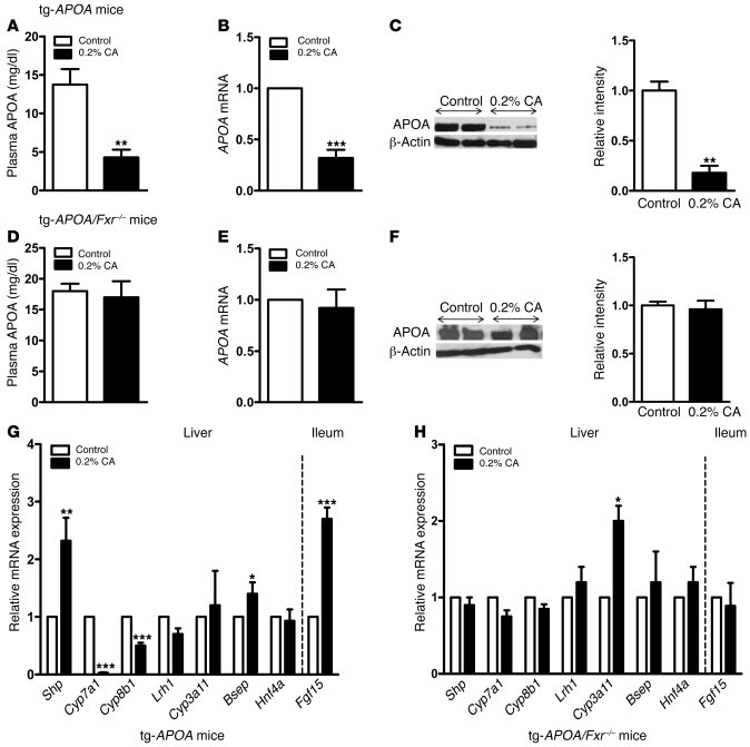 CA decreases plasma levels and hepatic expression of APOA in tg-APOA mic...