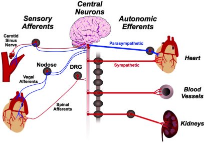 Neurocontrol of the circulation.