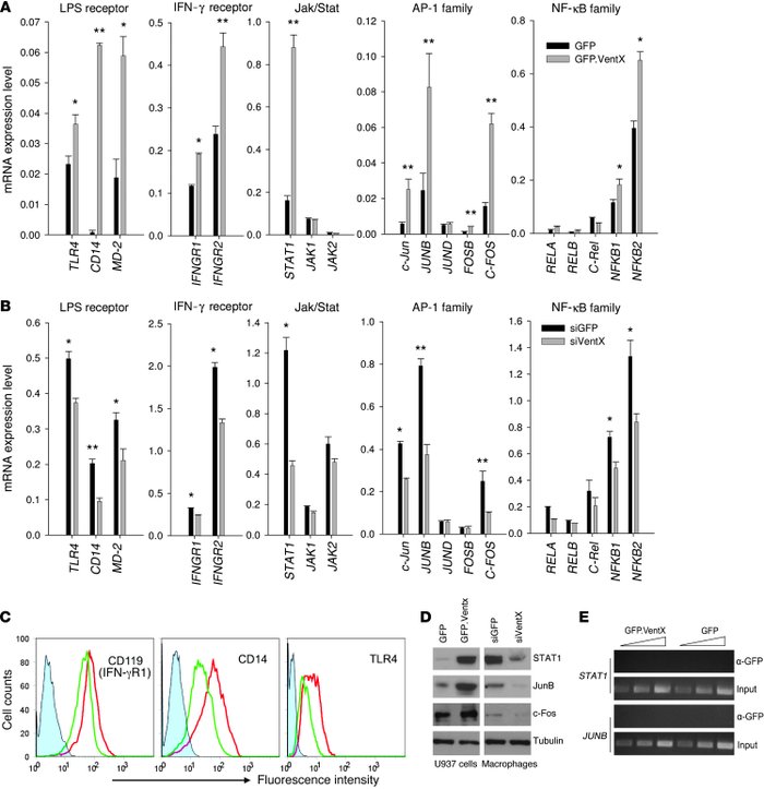 VentX regulates LPS and IFN-γ signaling pathways.
(A) Effects VentX over...