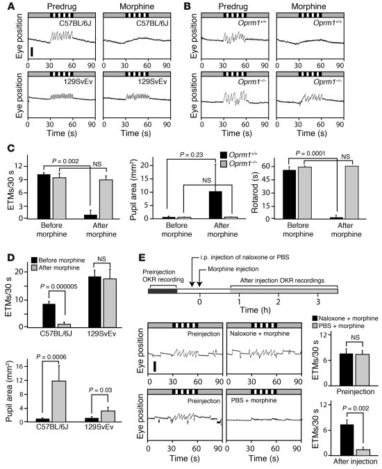 Strain differences, receptor specificity, and agonist-antagonist interac...