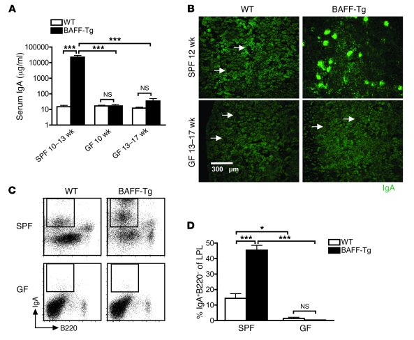 Commensal bacteria are necessary for hyper-IgA syndrome in BAFF-Tg mice....