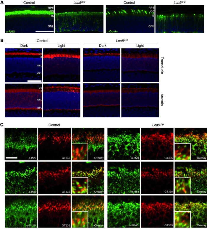 Localization study of phototransduction and IFT proteins in Lca5gt/gt re...