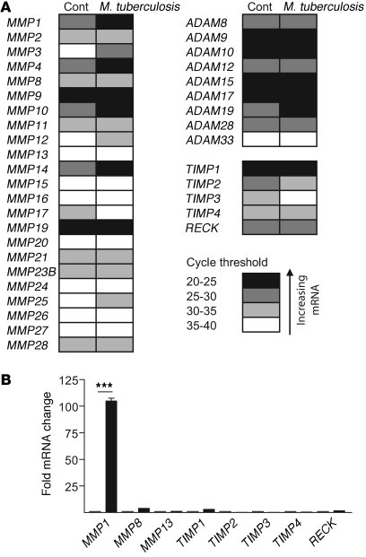 
M. tuberculosis selectively upregulates MMP1 gene expression.
   
Prima...