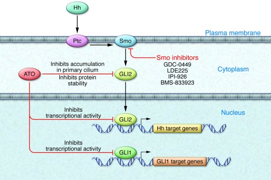 Proposed mechanisms of ATO action on Hh signaling pathway components.
Th...