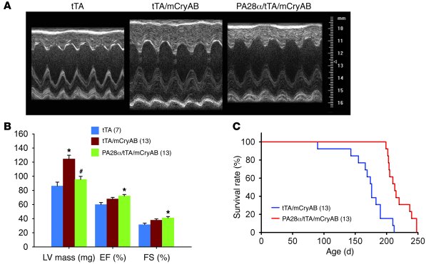 PA28αOE attenuates cardiac hypertrophy and delays premature death of mic...