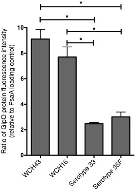 GlpO expression.
GlpO expression in lysates of meningitis-prone strains ...