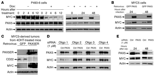 PAX5 regulates c-MYC protein levels.
All panels represent immunoblotting...