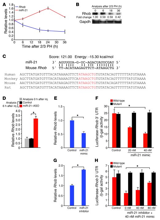 miR-21 induction in liver regeneration decreases Rhob expression by dire...