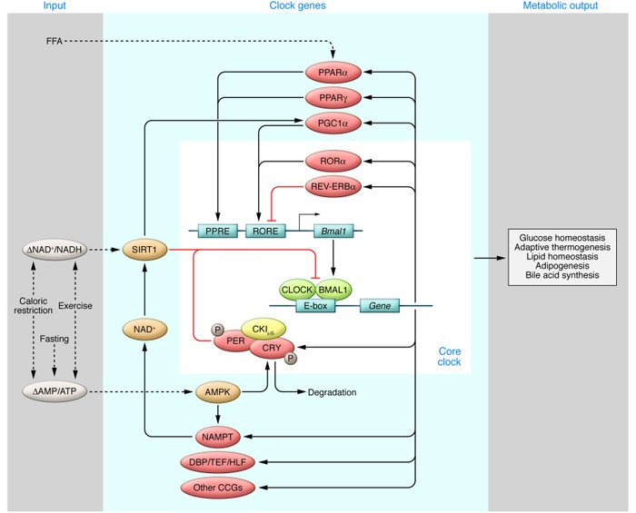 Interactions between the molecular clock and downstream metabolic genes....