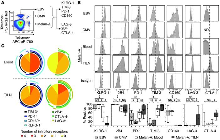 Multi-tetramer staining assessing coexpression of inhibitory receptors.
...