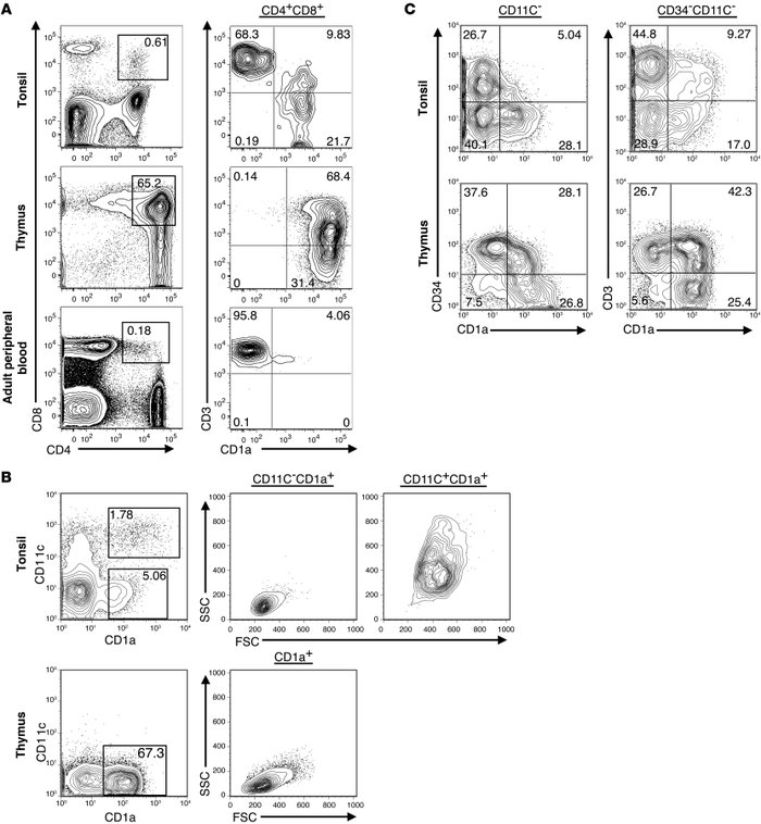 CD4+CD8+CD1a+ cells reside within the human tonsil.
   
(A) CD34-deplete...