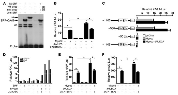 JMJD2A upregulates FHL1 transcription synergistically with SRF/myocardin...