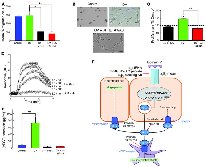 DV’s effects are mediated via the α5β1 integrin in vitro.
(A) Mean perce...