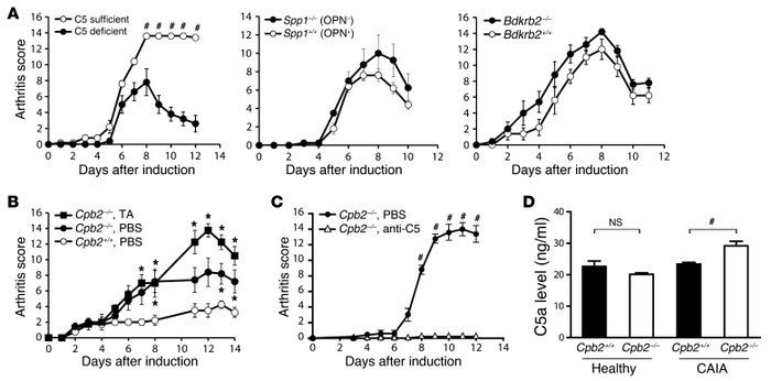 Role of CPB substrates in CAIA.
(A) CAIA severity in C5-deficient, Spp1–...