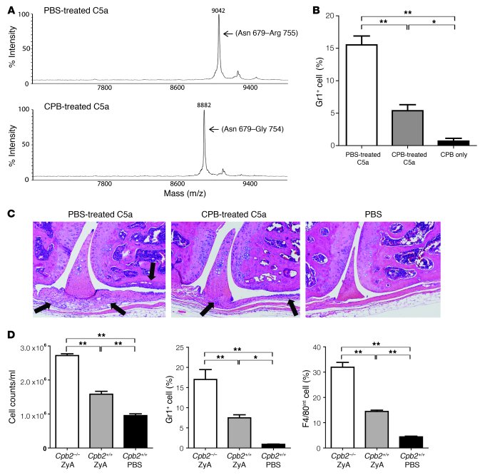 CPB cleavage of C5a suppresses neutrophil and macrophage chemotaxis to t...