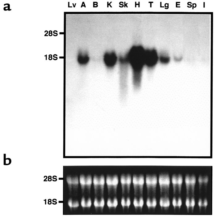 Human elafin mRNA expression in mice. (a) Tissues were harvested from ad...