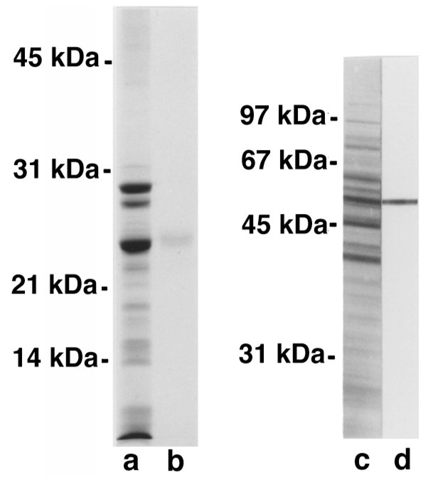 PAGE of the purified fragment of Spa (lanes a and b) and Western blot an...