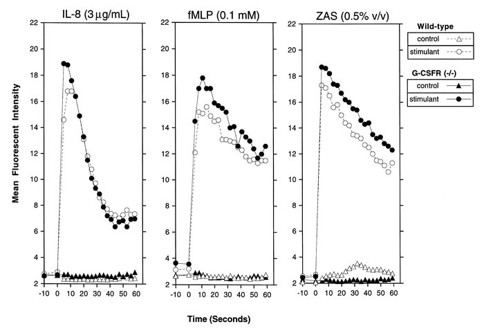 Chemoattractant-induced calcium influx. Bone marrow–purified PMNs were l...