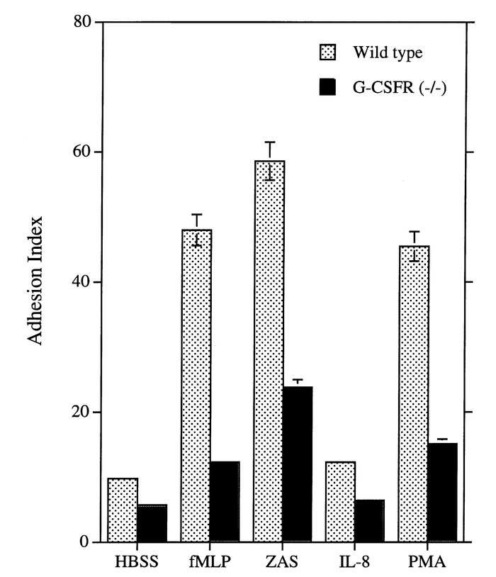 Adhesion. An equal number of calcein-AM–loaded bone marrow–purified PMNs...