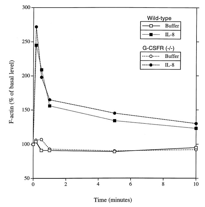 IL-8–induced F-actin polymerization. Bone marrow–purified PMNs were stim...